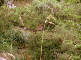 Colectivos ecologistas denuncian la deriva caótica y atolondrada del Gobierno sobre los lobeznos de Ponga