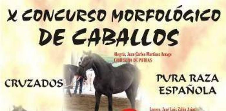 Tineo celebra el sábado 5 de julio el undécimo Concurso Morfológico de Caballos