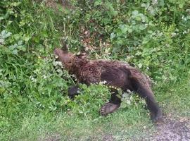 FAPAS hará una reconstrucción para investigar la muerte del oso de Quirós