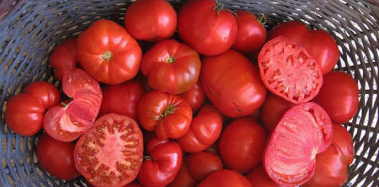 Los tomates de campo contienen más vitamina E