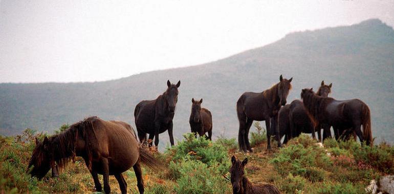 El PP destaca las facilidades para trasladar ganado equino de la nueva Tarjeta de Movimiento 