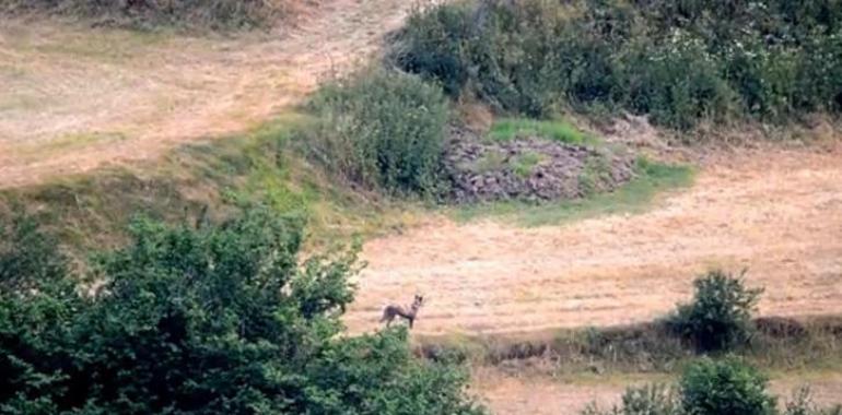 EQUO: "El control de perros asilvestrados no puede ser una diversión para cazadores"