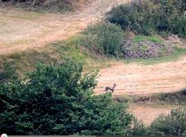 EQUO: "El control de perros asilvestrados no puede ser una diversión para cazadores"