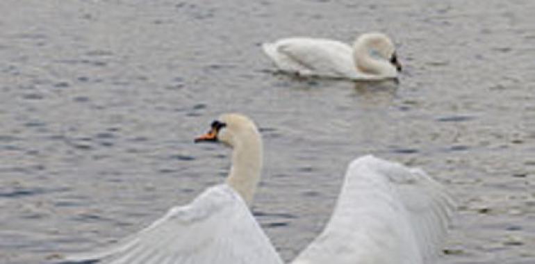 Los cisnes del Parque de San Francisco tienen dos cisninos