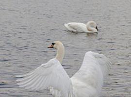 Los cisnes del Parque de San Francisco tienen dos cisninos