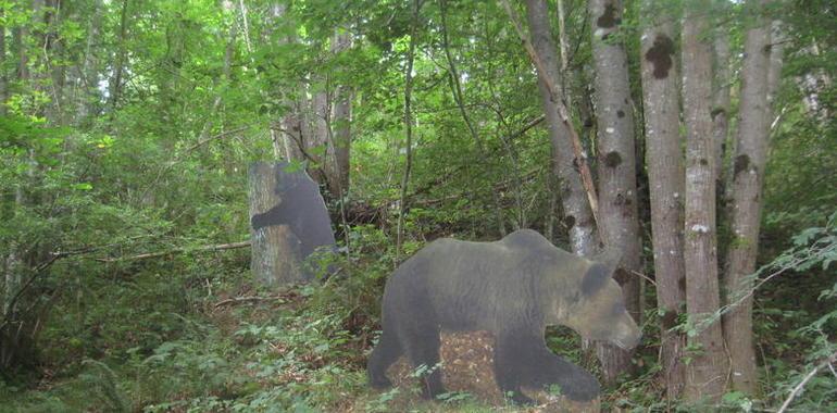 Los tamaños del oso se muestran en el Parque de la Prehistoria