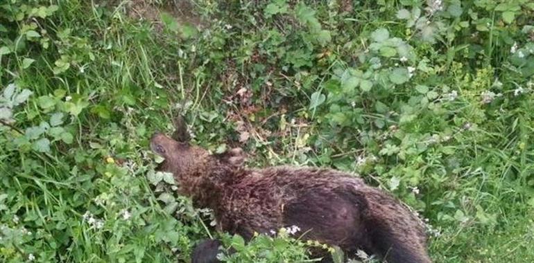 FAPAS no traga la versión oficial sobre la muerte del oso de Quirós e insiste en el furtivismo