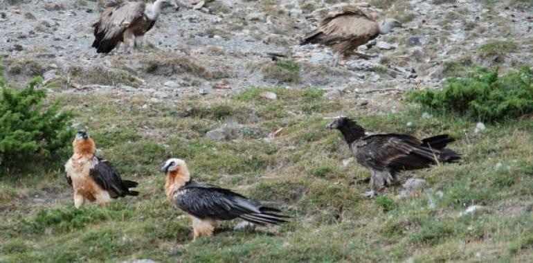 El quebrantahuesos reconquista los Picos de Europa