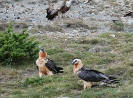 El quebrantahuesos reconquista los Picos de Europa