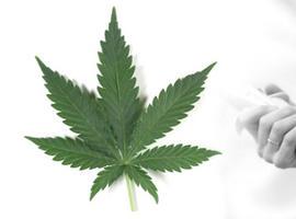 Lestáu dIllinois llegaliza la marihuana melecinal pa neños y adultos con epilepsia