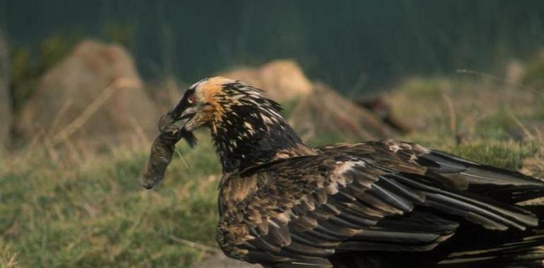 #BirdLife: El 13% de las aves del mundo están amenazadas de extinción