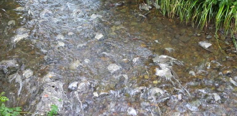 Ecologistas denuncian un segundo #vertido #contaminante al #Arlós en menos de un mes