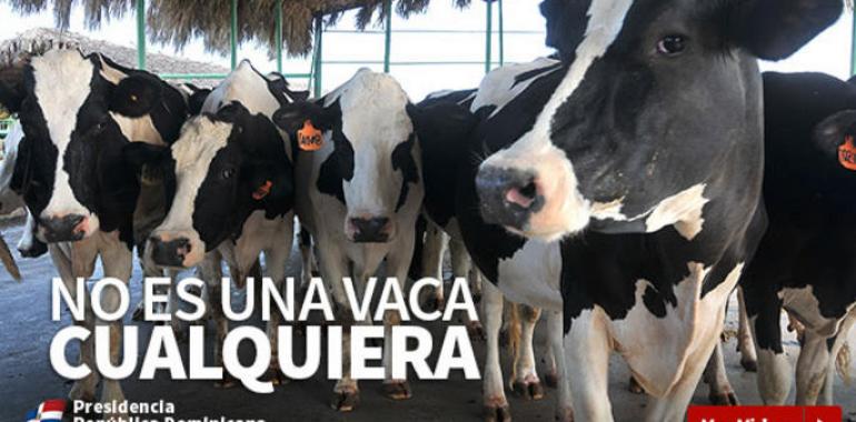 VIDEO: No es una vaca cualquiera