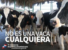 VIDEO: No es una vaca cualquiera