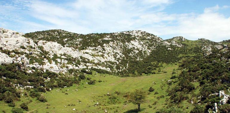 FORO pide a la Consejería que cumpla con el acondicionamiento de los pastos llaniscos de Llabres