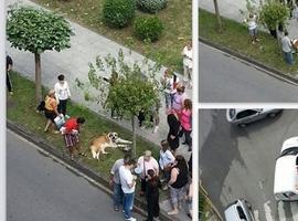 Denuncido conductor que arrastró a su perro atado a su coche en El Entrego