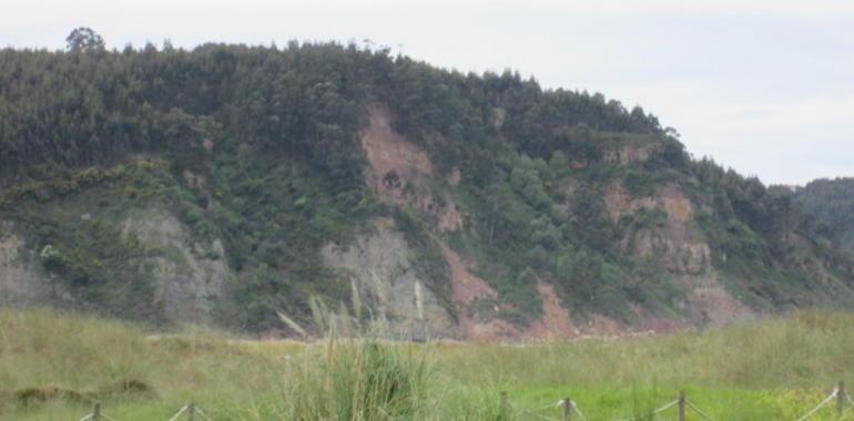 Coordinadora Ecologista denuncia la presencia de especies invasoras en las dunas de Rodiles