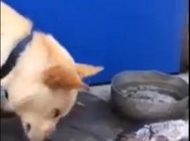 Enternecedor: Perro intenta salvar a peces echándoles agua con el hocico