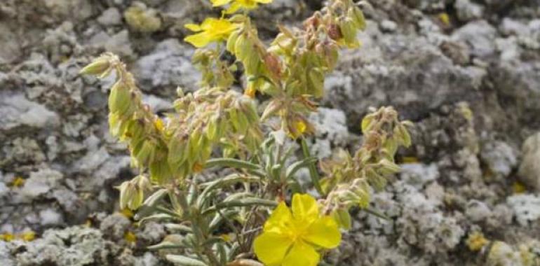 Las plantas pueden extraer agua de minerales como el yeso