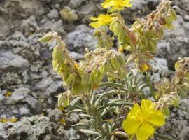 Las plantas pueden extraer agua de minerales como el yeso