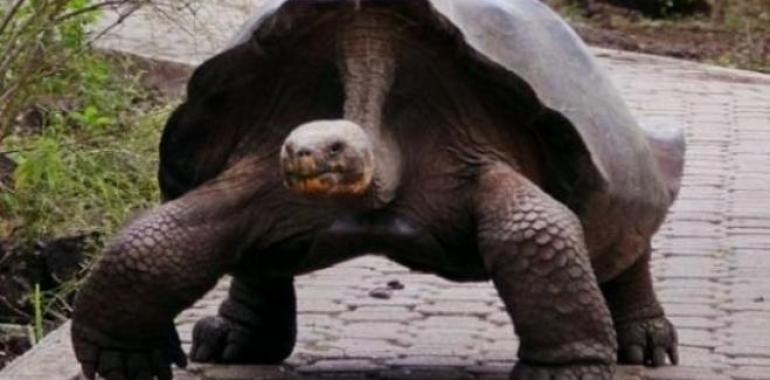 Murió #Pepe #Misionero, la tortuga sucesora de #Solitario #George con sólo 60 años