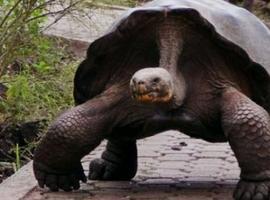 Murió #Pepe #Misionero, la tortuga sucesora de #Solitario #George con sólo 60 años