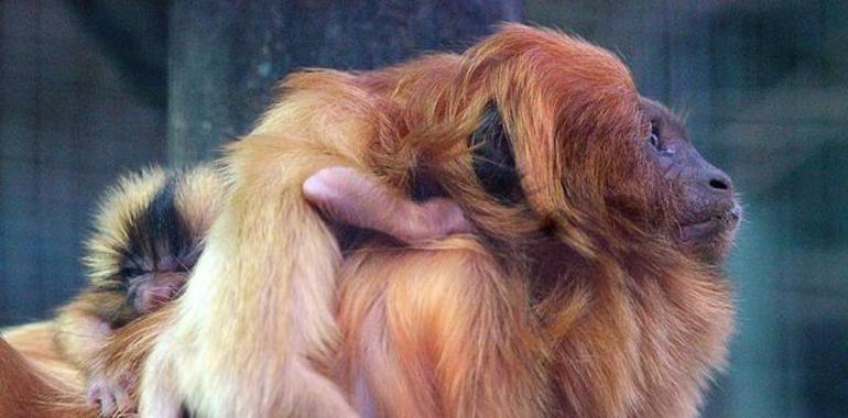 Nacen dos #titís #dorados en el #zoo de #Santillana del Mar