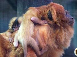 Nacen dos #titís #dorados en el #zoo de #Santillana del Mar