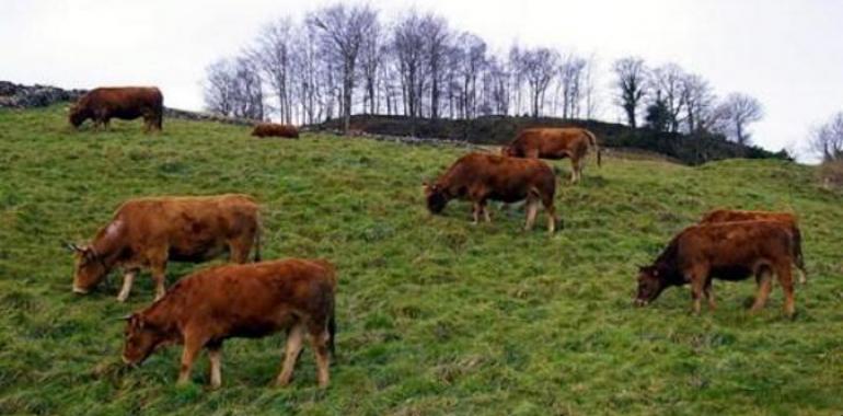 Foro critica los "mazazos" del Gobierno asturiano al sector agroganadero