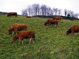 Foro critica los "mazazos" del Gobierno asturiano al sector agroganadero