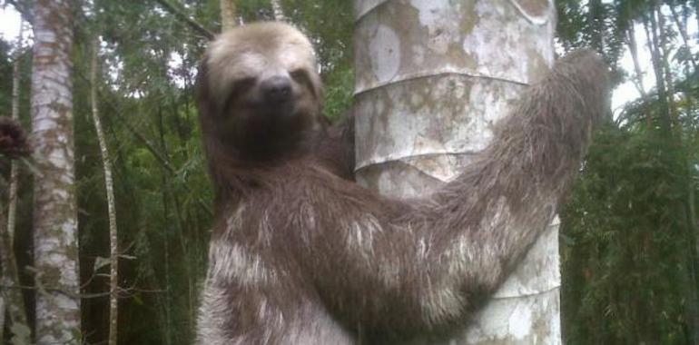 Rescatan en frontera con Perú animales de vida silvestre en cautiverio  