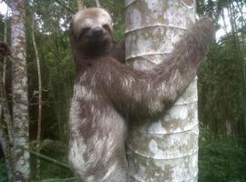 Rescatan en frontera con Perú animales de vida silvestre en cautiverio  