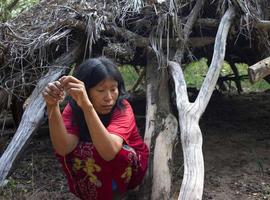 Piden no importar #carne de #Paraguay para evitar la destrucción del hábitat indígena