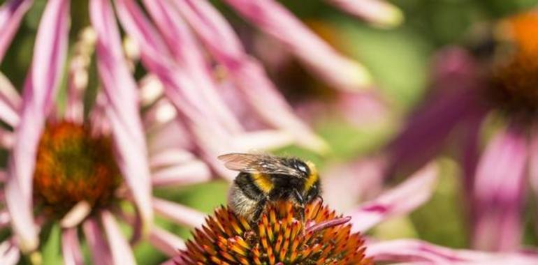 #Abejas: Las reinas de la biodiversidad están en peligro