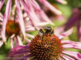 #Abejas: Las reinas de la biodiversidad están en peligro