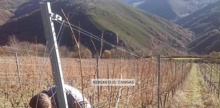 Bodegas Chacón Buelta arranca con la vendimia de la DOP Cangas