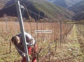 Bodegas Chacón Buelta arranca con la vendimia de la DOP Cangas