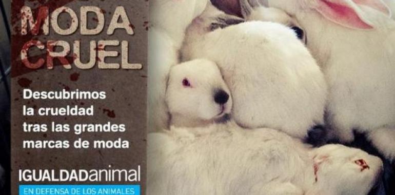 Campaña d#Igualdá #Animal contra la venta de pieles danimales na moda supera les 100.000 firmes