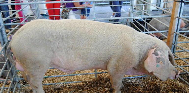 Mazarrón, con 200 kilos, gana el Concurso Nacional de Gochu Asturcelta