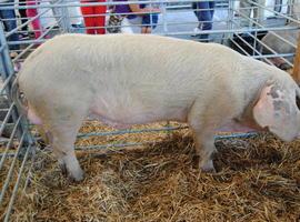 Mazarrón, con 200 kilos, gana el Concurso Nacional de Gochu Asturcelta