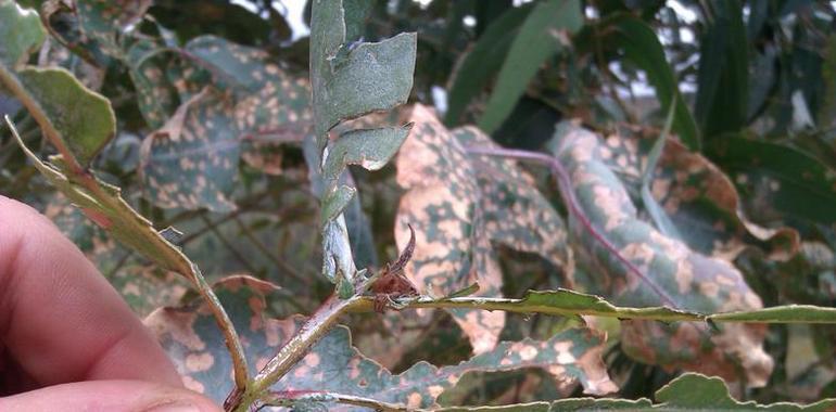 Ecologistas denuncian que las empresas papeleras fumigan sin informar a ayuntamientos ni vecinos