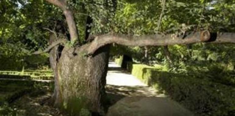 Pantalones, el olmo de 225 años del Jardín Botánico que lucha por su vida