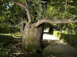 Pantalones, el olmo de 225 años del Jardín Botánico que lucha por su vida