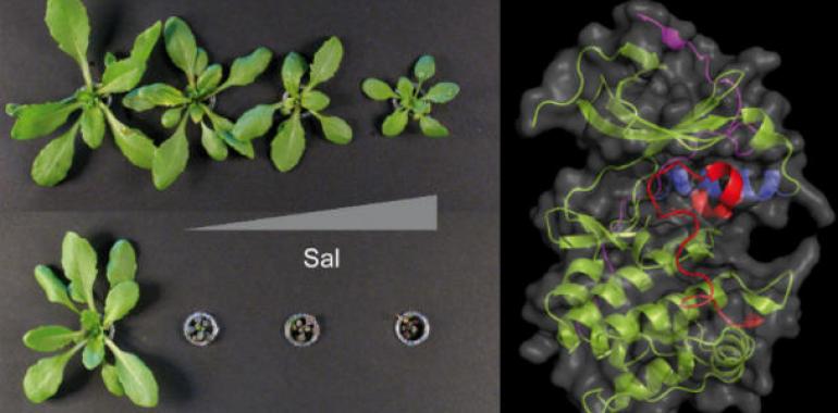 Proteínas a la carta para cultivos que resistan a la sequía y la salinidad