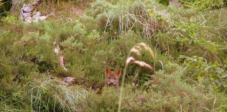 Los dos lobeznos recogidos en Ponga en mayo irán al cercado de Belmonte