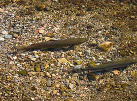 La CE acusa al Gobierno de ceder ante presiones de pescadores para capturar salmones y truchas