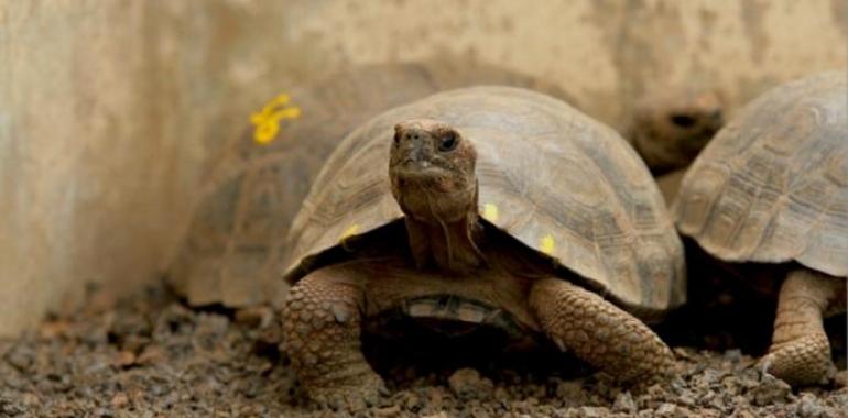 Jurasic Park en Galápagos para resucitar la especie del Solitario George