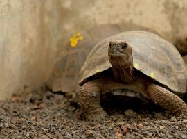 Jurasic Park en Galápagos para resucitar la especie del Solitario George