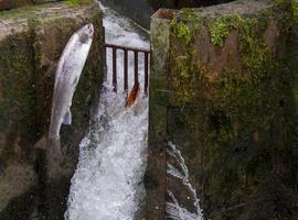 AsturCaza, Pesca y Turismo de Naturaleza en el recinto ferial gijonés