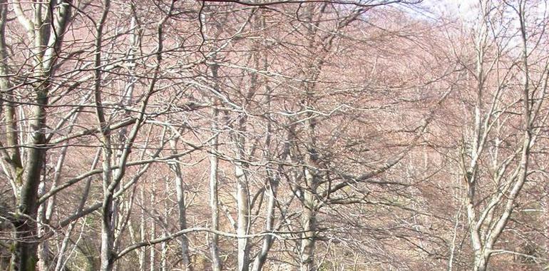 Ecologistas lamentan que Agroganadería no recoja sus alegaciones en el Parque Natural de las Ubiñas